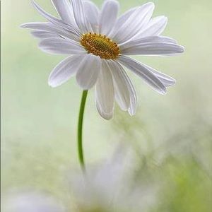 Meet your Posher, Tracey